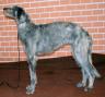 Galgo Escocés o DeerHound