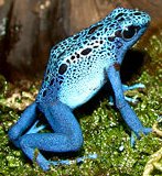 Dendrobates Azureus