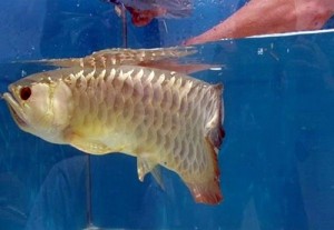 Imagen del pez Arowama