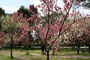 Cerezos en Japón